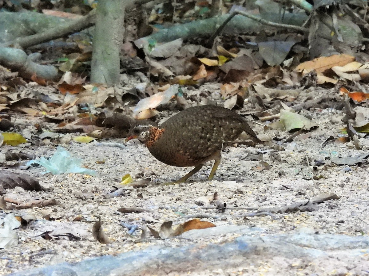 Scaly-breasted Partridge - ML605862811