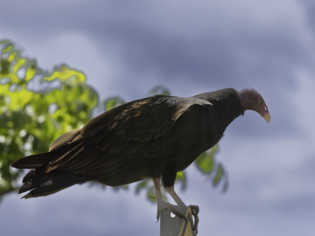 Turkey Vulture - ML605865091