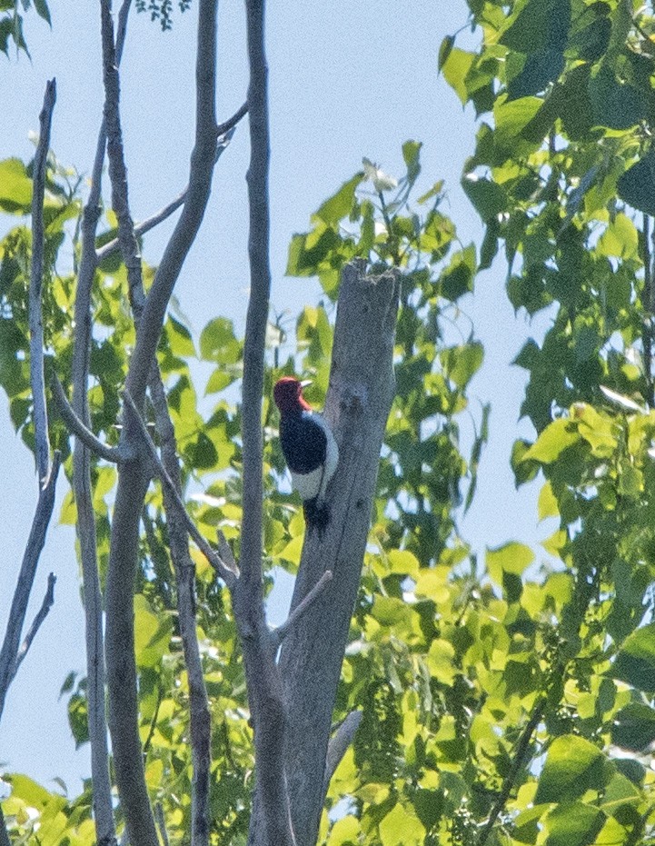 Red-headed Woodpecker - Willie D'Anna