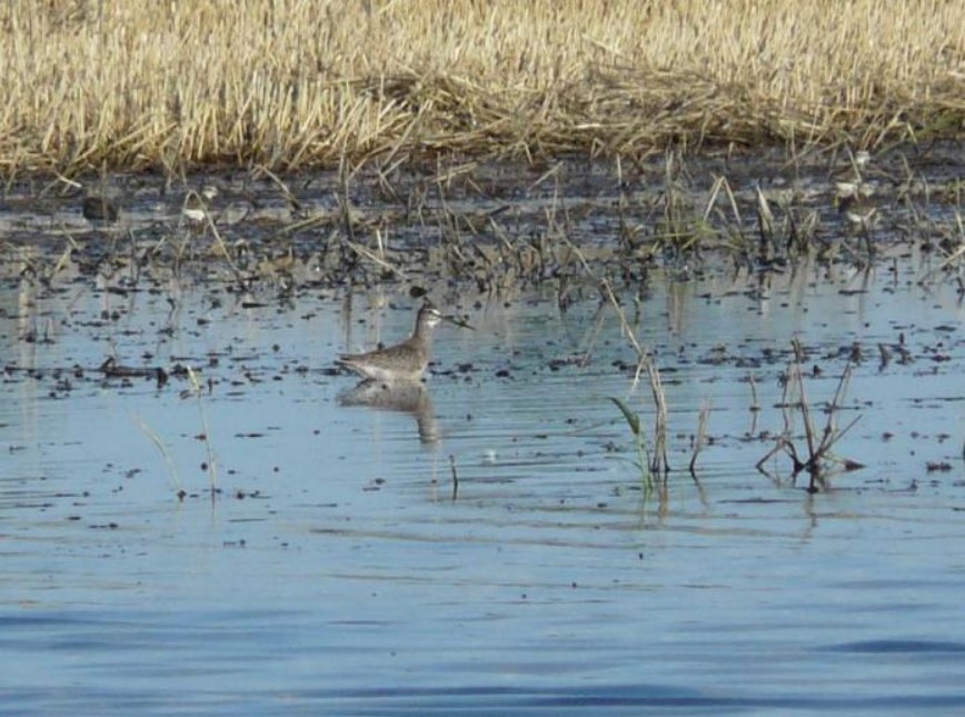 Spotted Redshank - ML605869741