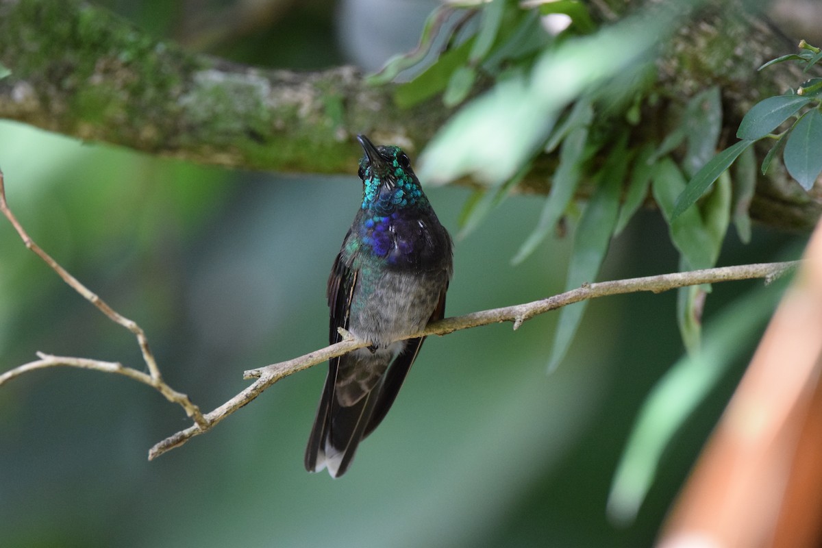 Violet-chested Hummingbird - ML605870361