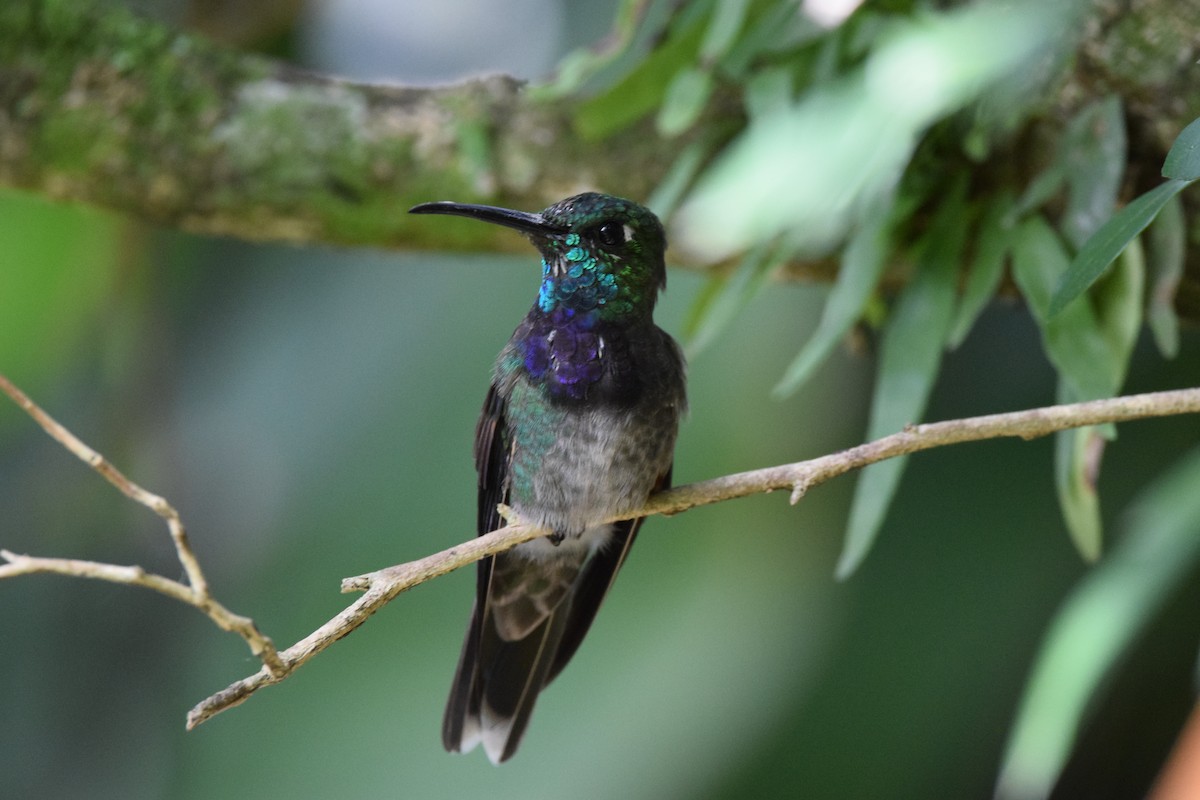Violet-chested Hummingbird - ML605870461