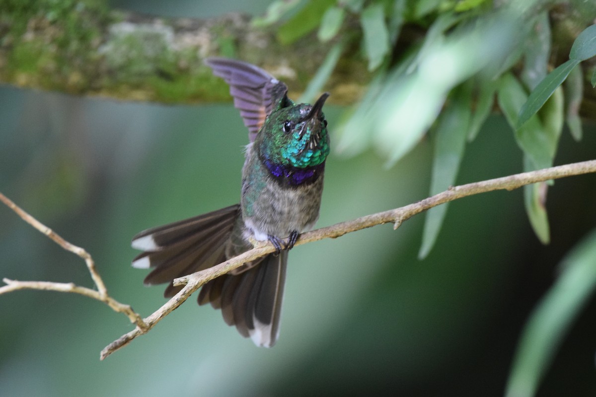 Violet-chested Hummingbird - ML605870651