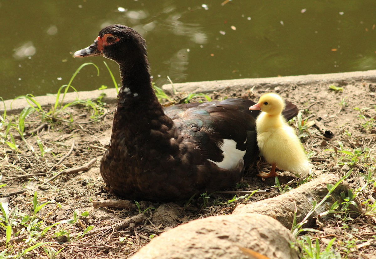 Muscovy Duck (Domestic type) - ML605872141
