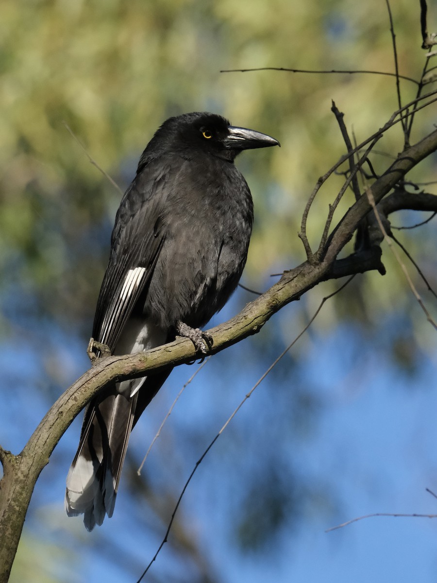 Pied Currawong - ML605874411