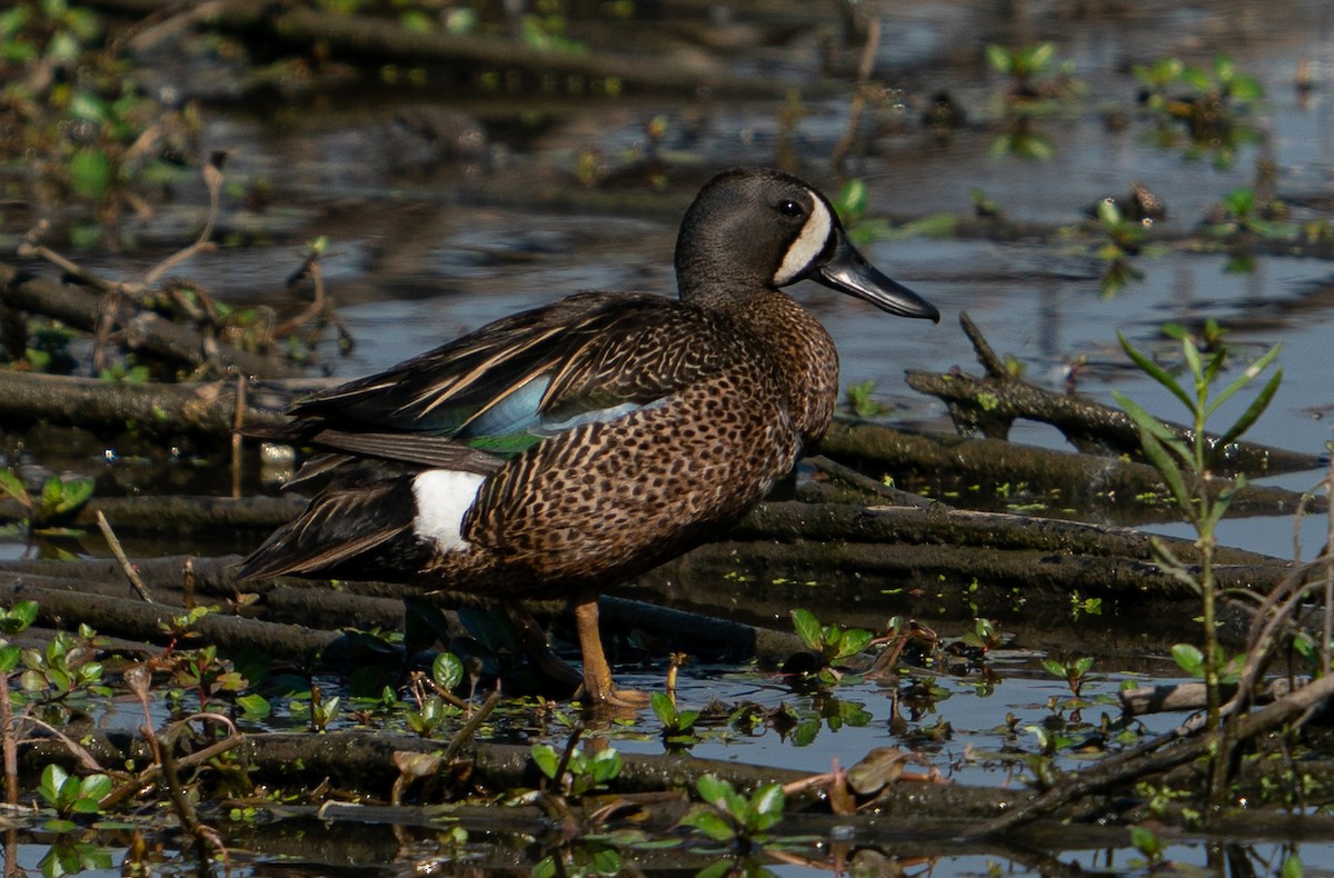 Blue-winged Teal - ML605884331