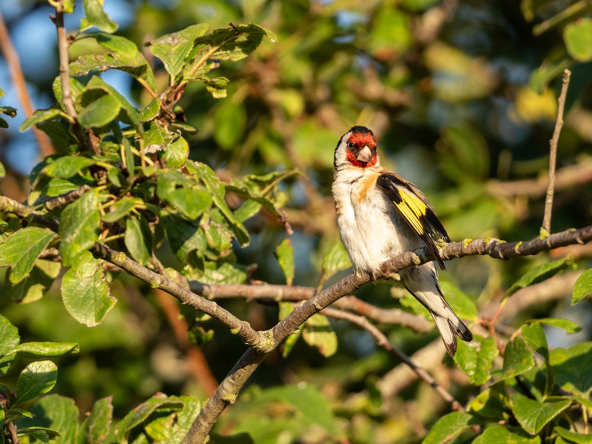 European Goldfinch - ML605886431