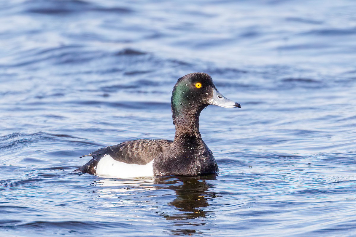 Tufted Duck - ML605889951