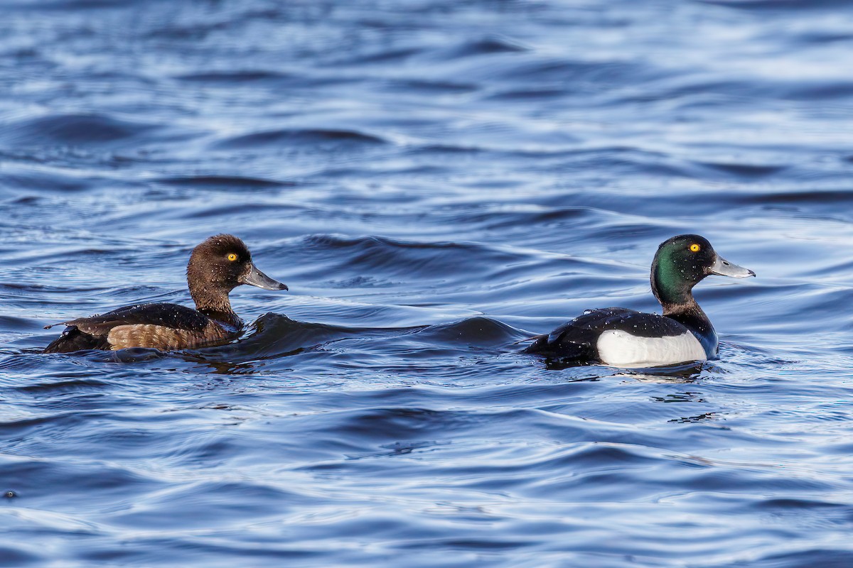 Tufted Duck - ML605889961