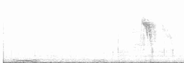 holub útesový - ML605893001