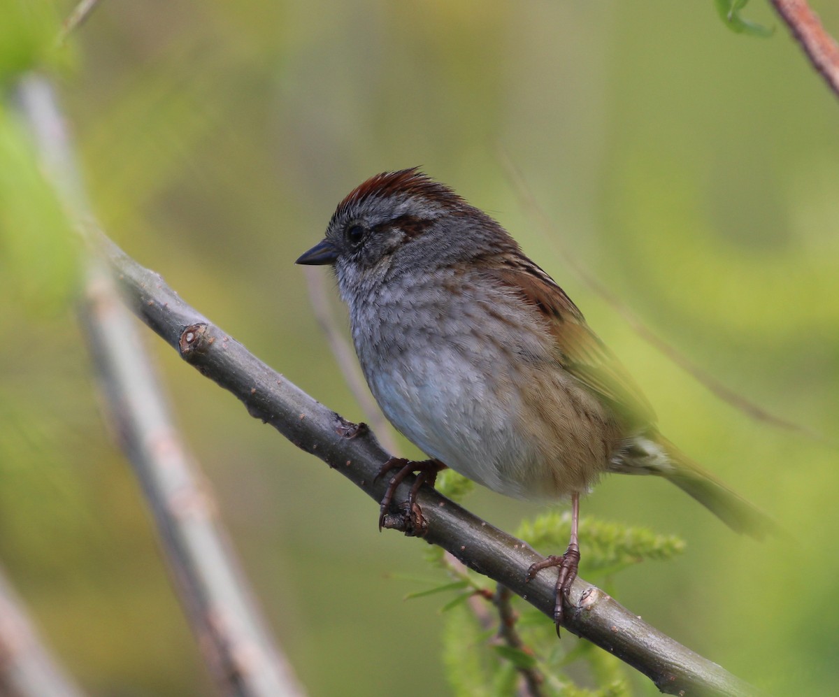 Swamp Sparrow - ML60589561