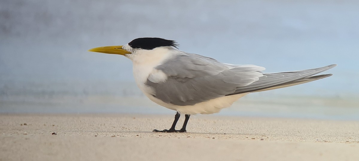 Great Crested Tern - ML605896671