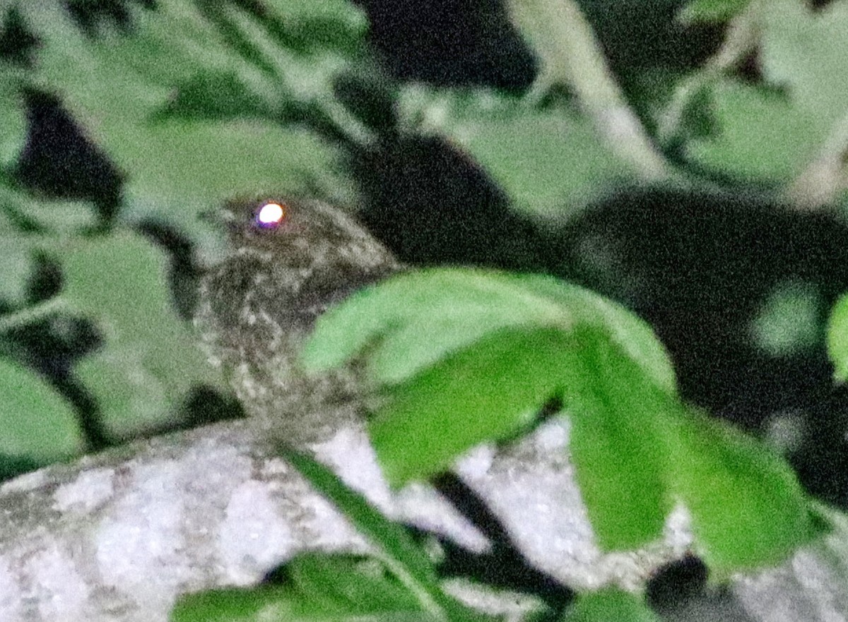 Sulawesi Nightjar - ML605897701