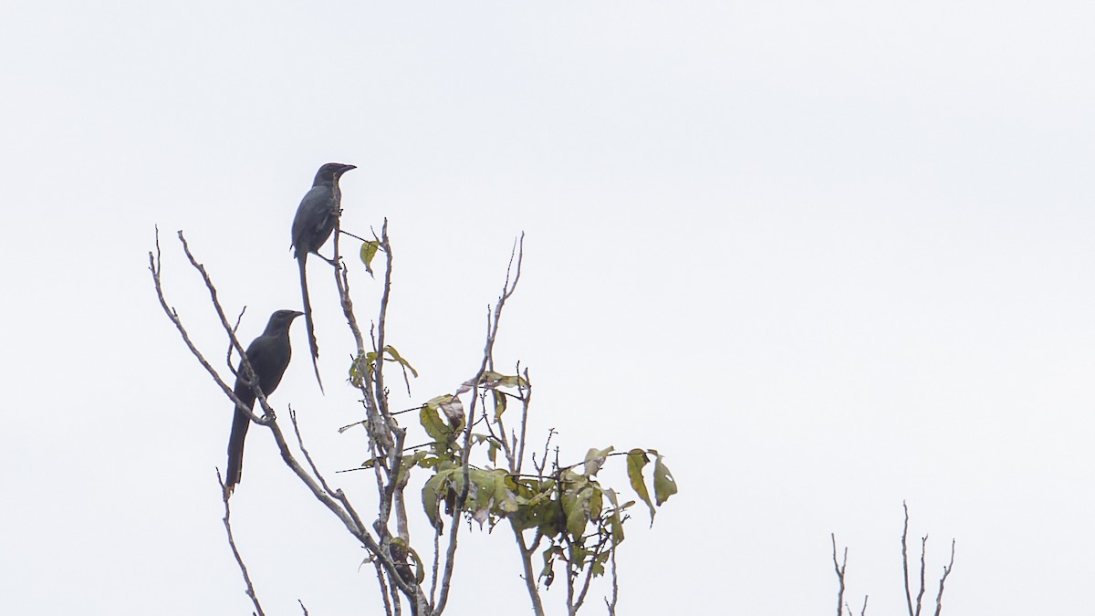 Long-tailed Starling - ML605898241