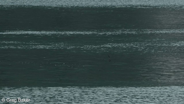 白腰叉尾海燕 - ML605900951