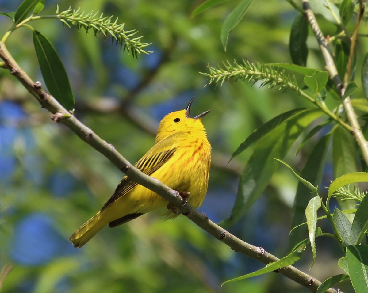 Yellow Warbler - ML60590111