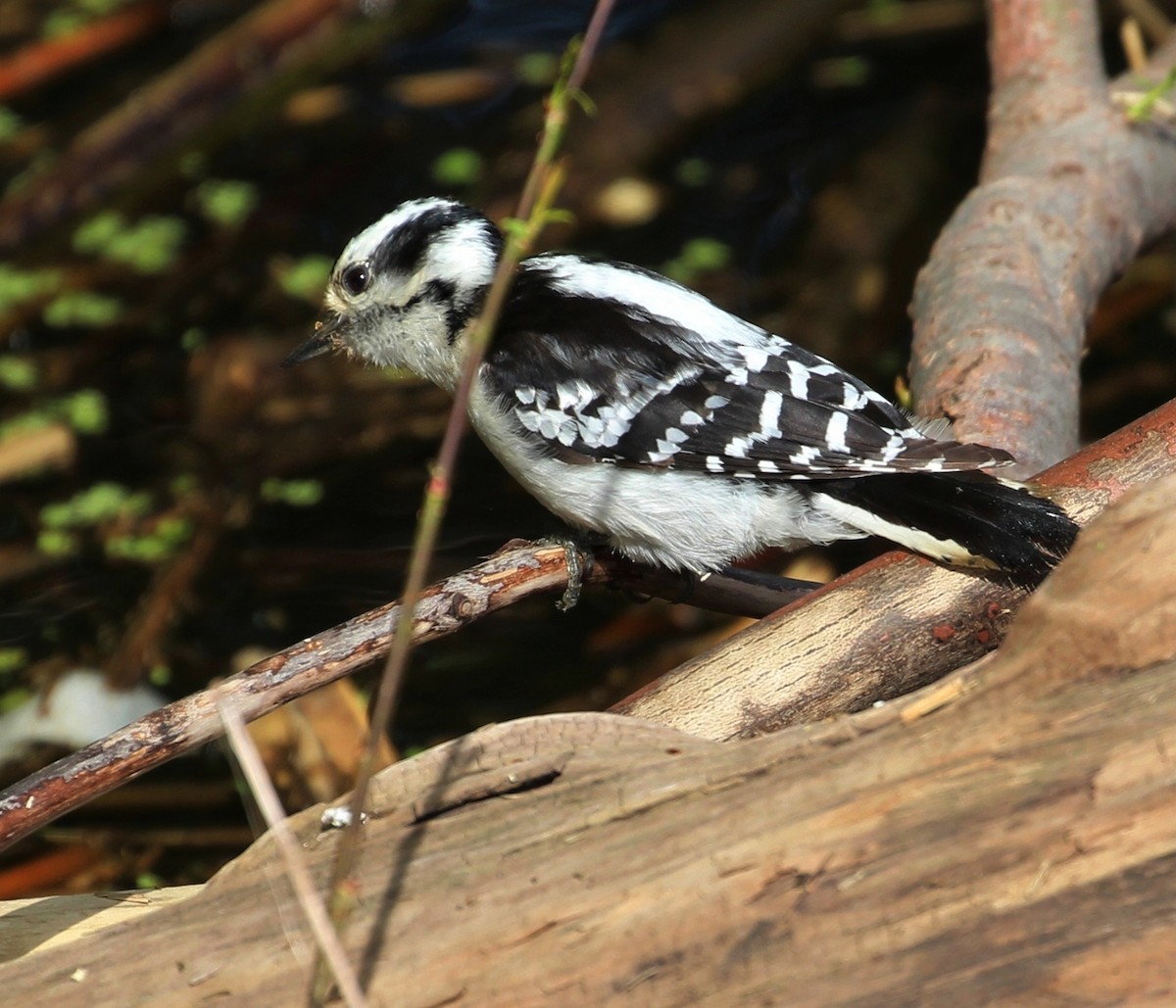 Downy Woodpecker - ML60590181
