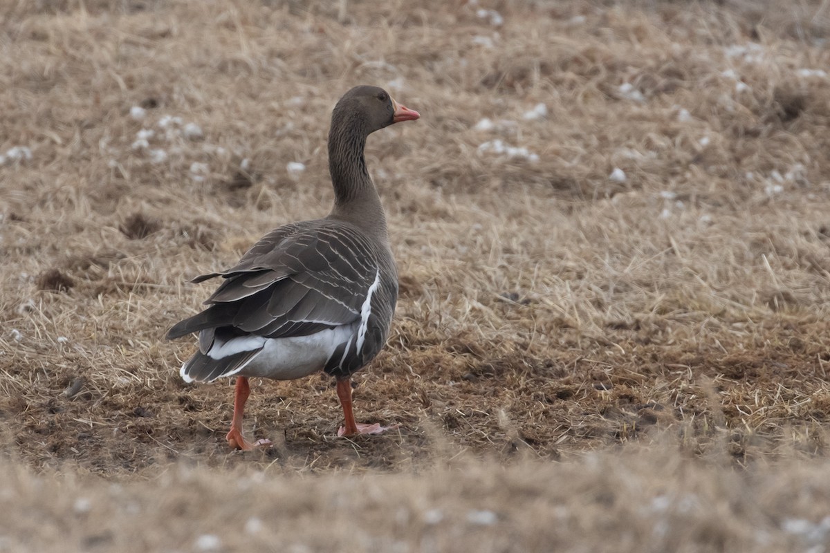 Greater White-fronted Goose - ML605903561