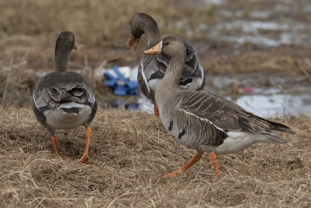 Greater White-fronted Goose - ML605903571