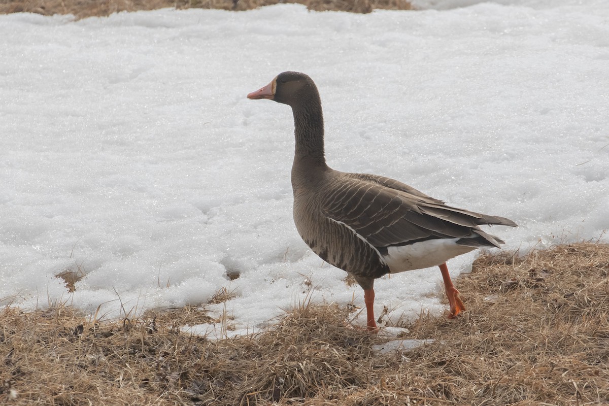 Greater White-fronted Goose - ML605903591
