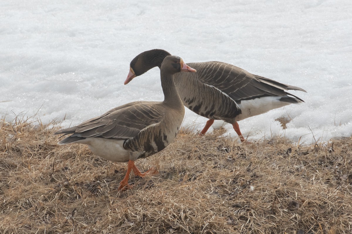 Greater White-fronted Goose - ML605903601