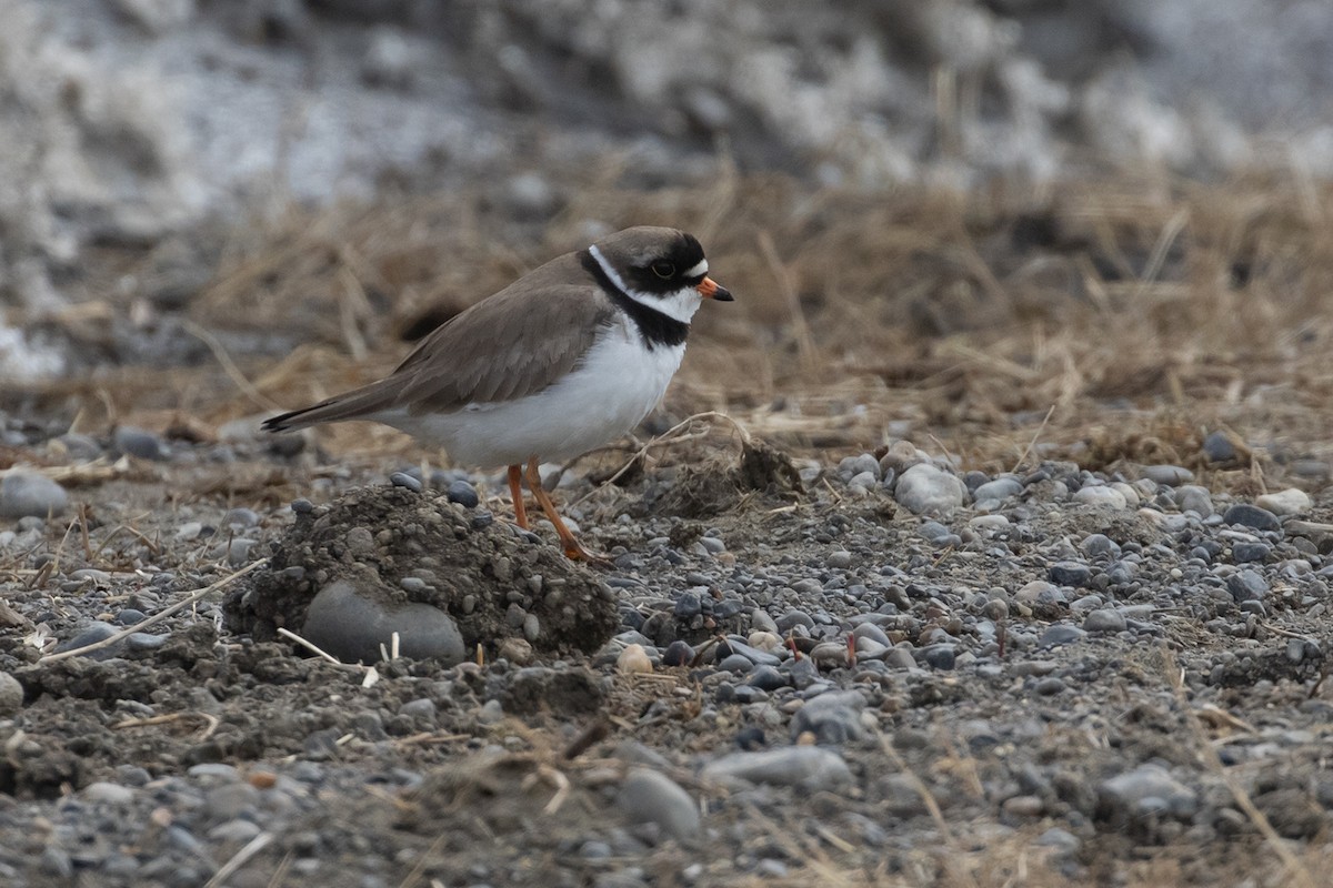 Semipalmated Plover - ML605903661