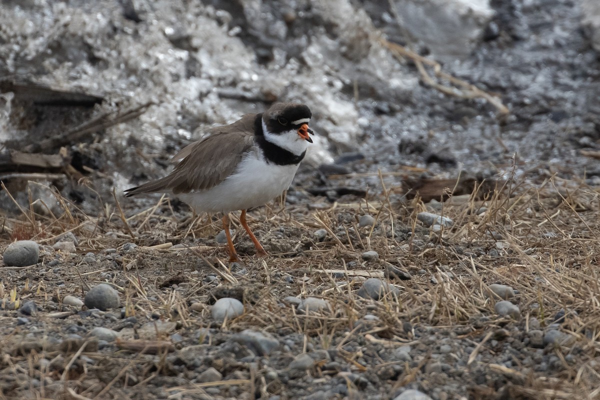 Semipalmated Plover - ML605903791