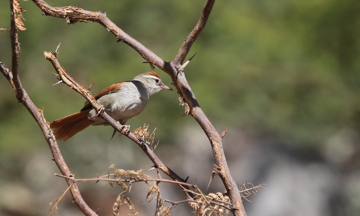 Bolivian Spinetail - ML605906681