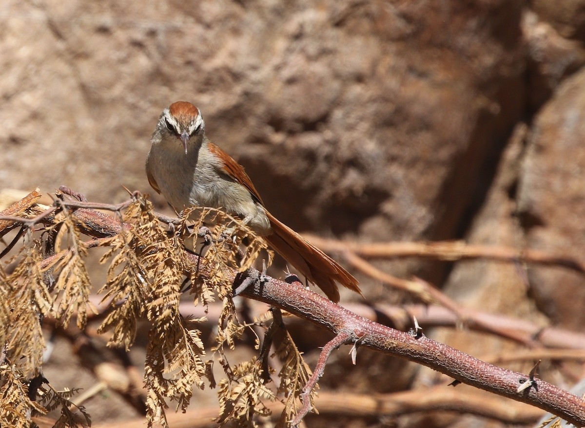 Bolivian Spinetail - ML605906701