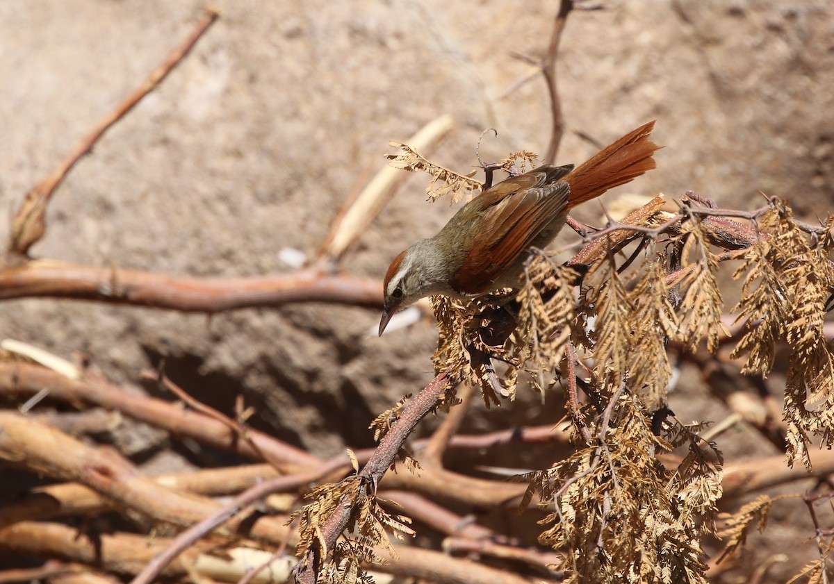 Bolivian Spinetail - ML605906721