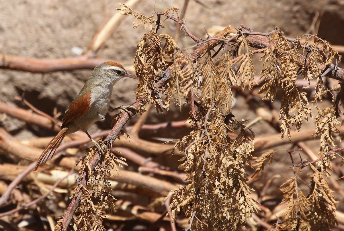 Bolivian Spinetail - ML605906791
