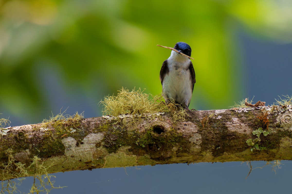 Blue-and-white Swallow - Jeff Hapeman