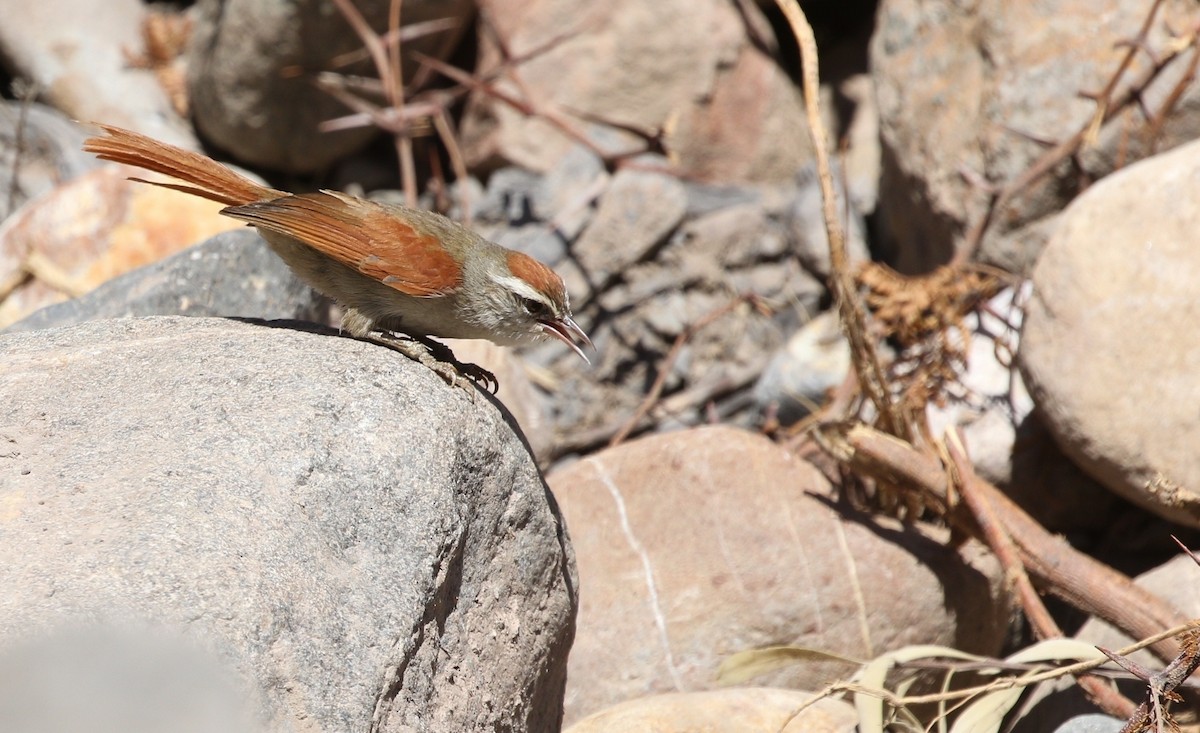Bolivian Spinetail - ML605906931