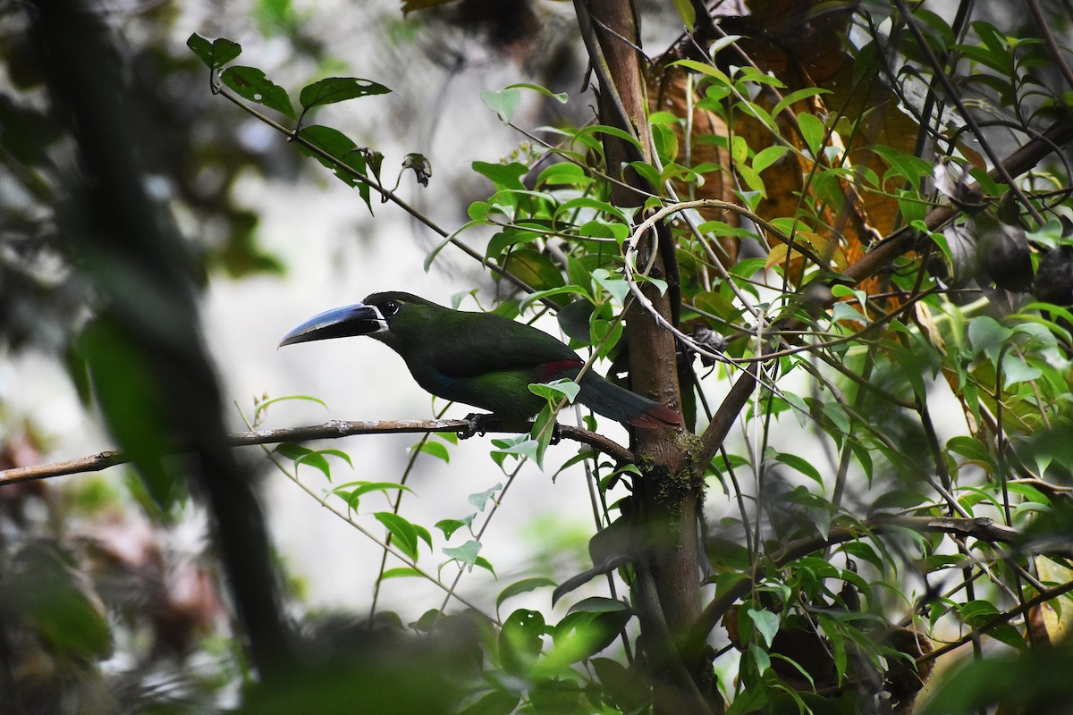 Yellow-browed Toucanet - ML605907041