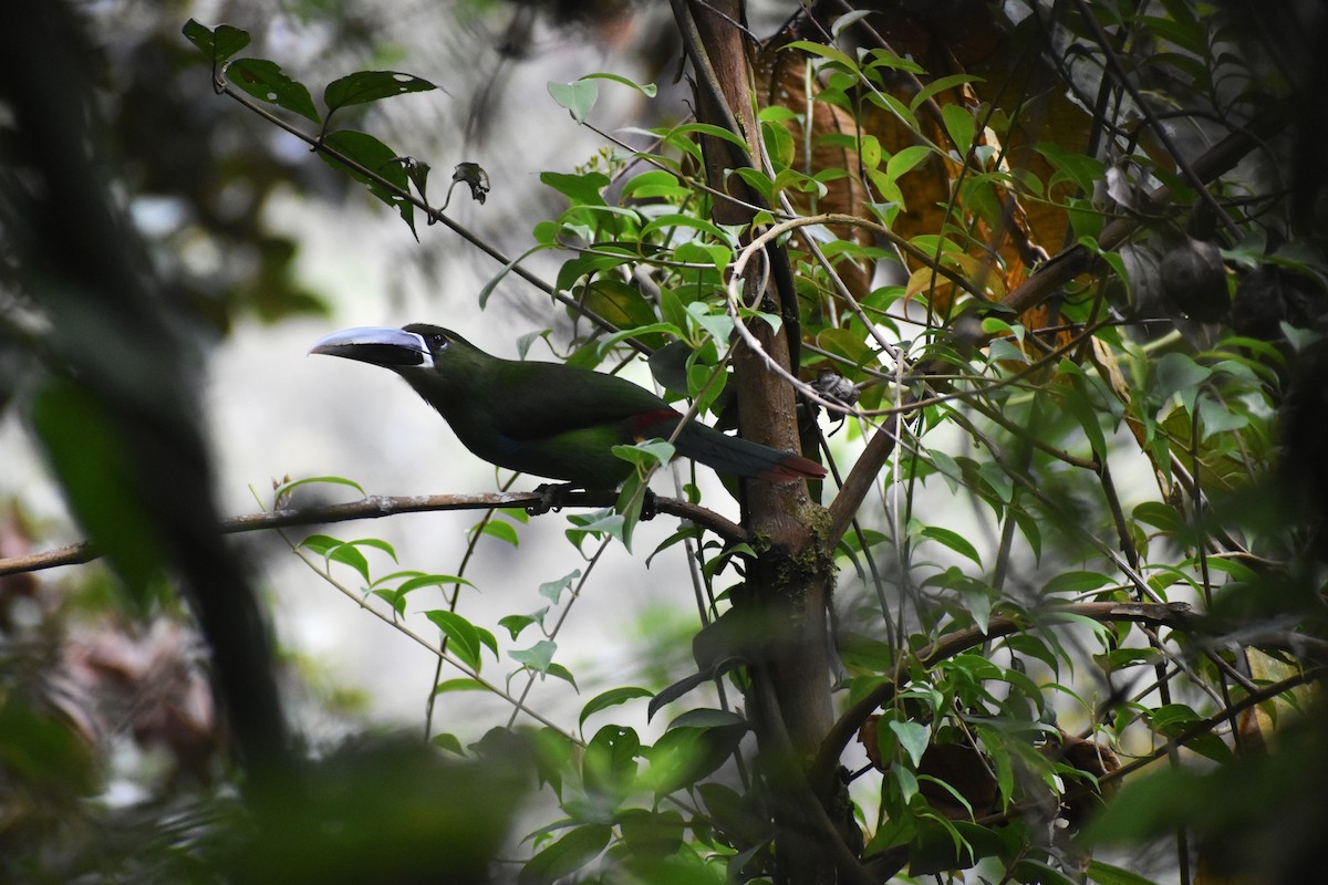 Yellow-browed Toucanet - ML605907051