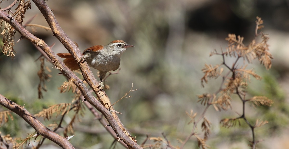 Bolivian Spinetail - ML605907061
