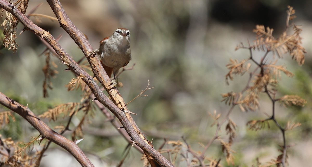 Bolivian Spinetail - ML605907071