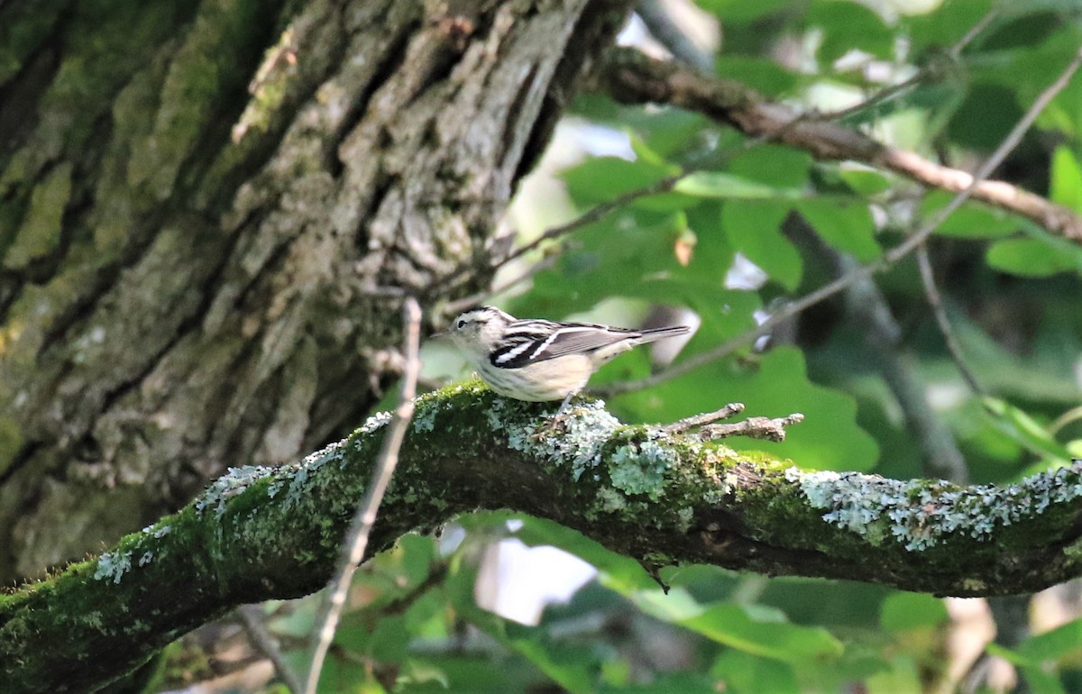 Black-and-white Warbler - ML605908841