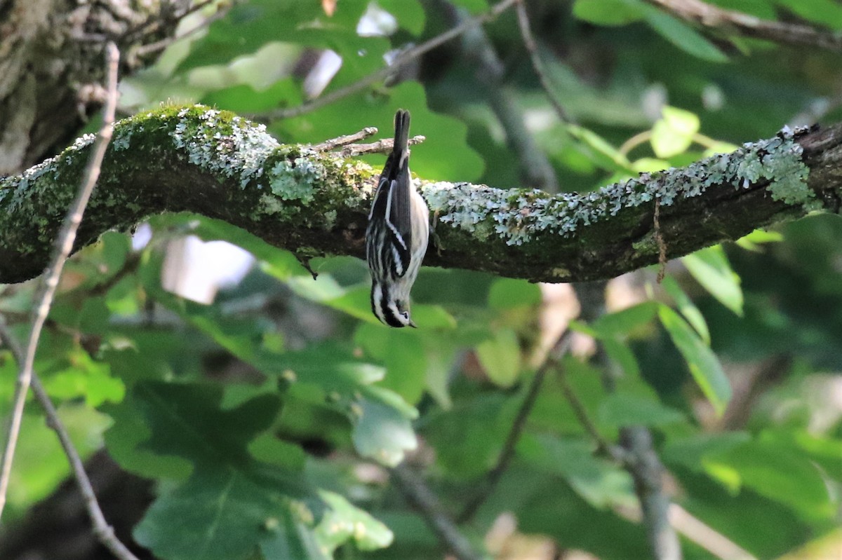 Black-and-white Warbler - ML605909171