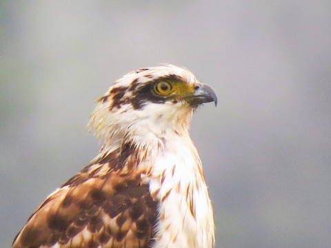 Sulawesi Serpent-Eagle - ML605909251