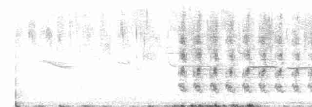 Steller Kargası [diademata grubu] - ML605909541