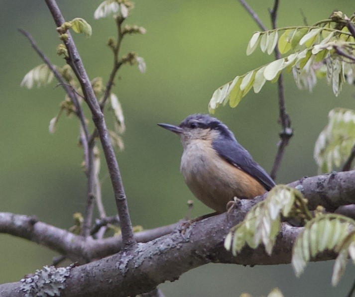 White-tailed Nuthatch - ML605909751