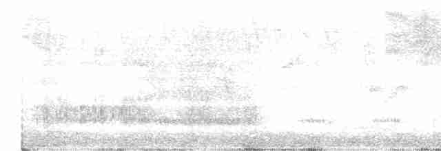 Steller Kargası [diademata grubu] - ML605910031
