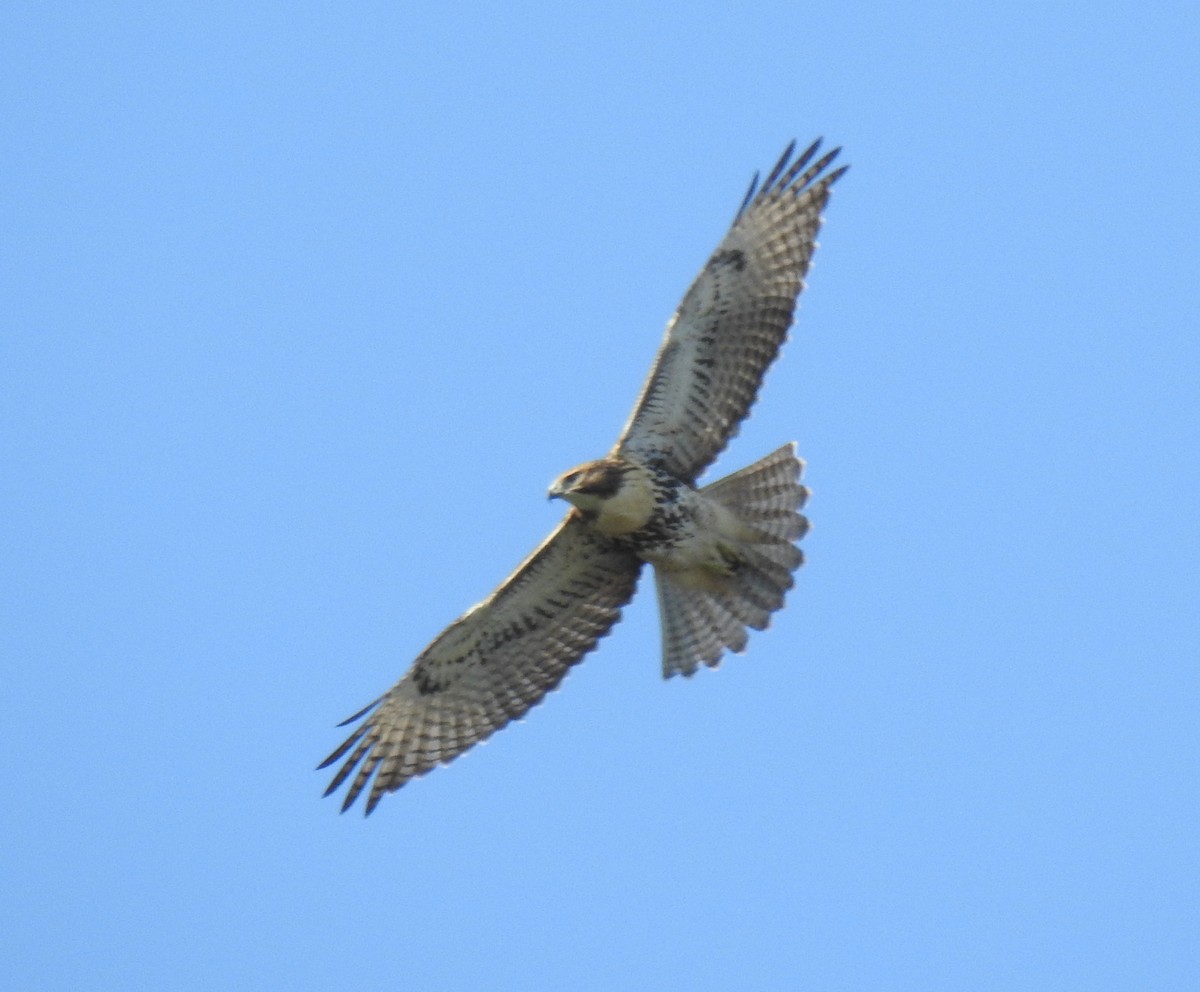 Red-tailed Hawk - ML605911561