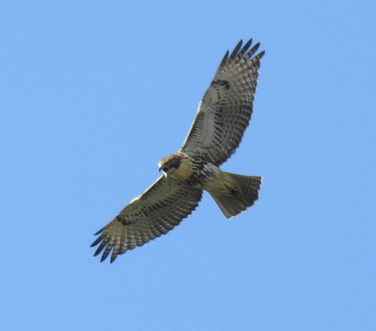Red-tailed Hawk - ML605911611