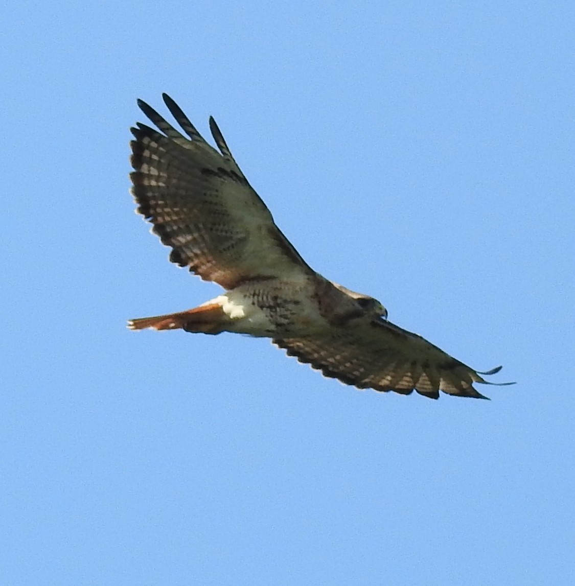 Red-tailed Hawk - ML605911661