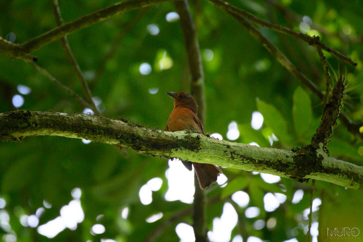 Red-throated Ant-Tanager - ML605912331