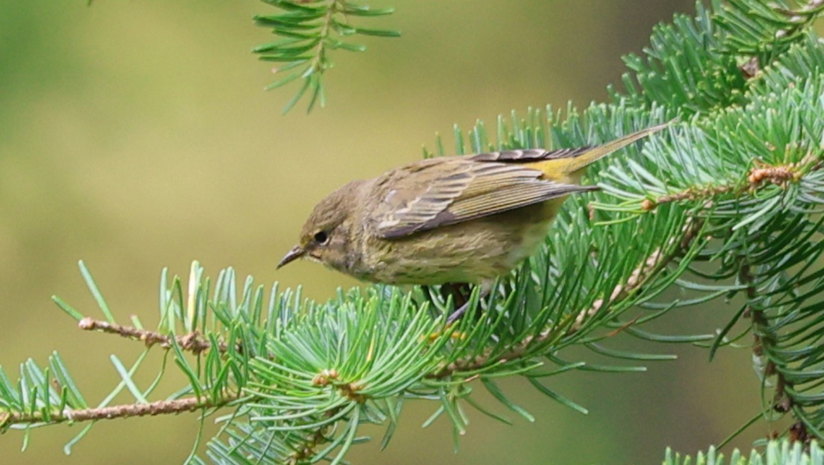 Cape May Warbler - ML605914801