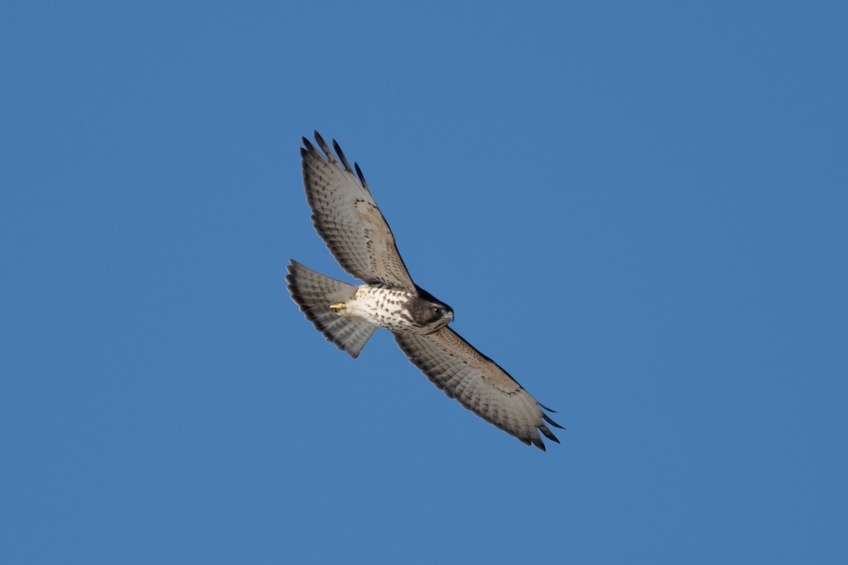 eBird Checklist 22 Aug 2023 Observatoire d'oiseaux de Tadoussac