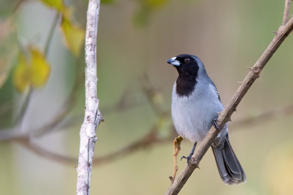 Black-faced Tanager - ML605919181